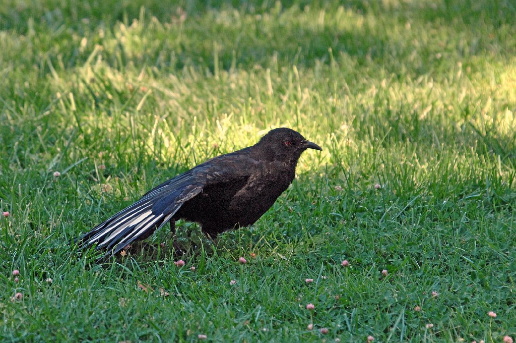 Chough, White-winged, 2008-01298263b Canberra, AU.jpg - White-winged Chough. Old Parliment hHouse lawn, Canberra, AU, 1-29-2008